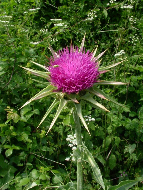 Silybum marianum / Cardo mariano